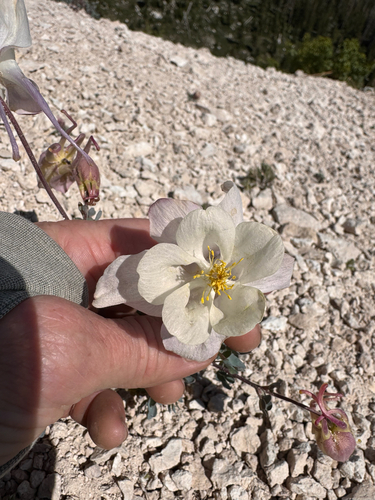 Aquilegia scopulorum, photograph 2