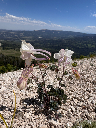 Aquilegia scopulorum, photograph 3
