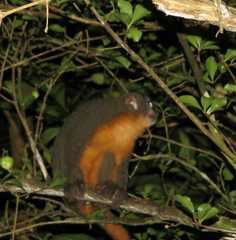 Aotus nigriceps