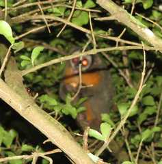 Aotus nigriceps