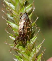 Pachygronthidae