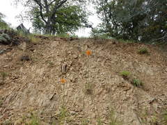 Erysimum capitatum capitatum