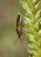 Pachygronthidae