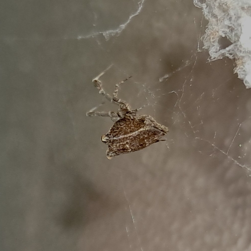 Feather-legged Lace Weaver