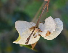 Exobasidium camelliae