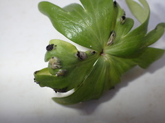 Urocystis eranthidis