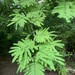Acacia flava