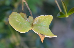 Exobasidium camelliae
