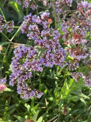 Limonium perezii