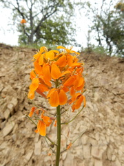 Erysimum capitatum capitatum