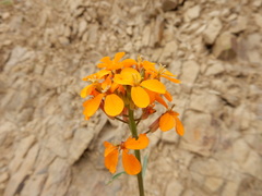 Erysimum capitatum capitatum