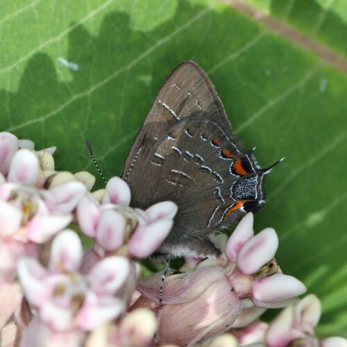 Banded Hairstreak photo 3