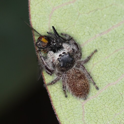 Grayish Jumping Spider photo 6