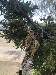 Pestalotiopsis funerea