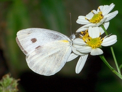 Pieris canidia canidia