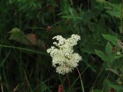 Meadowsweet