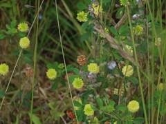 hop trefoil