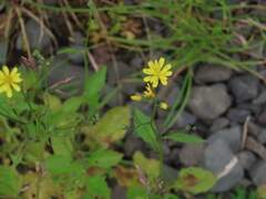 Nipplewort