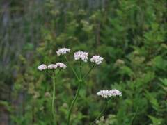Valerian
