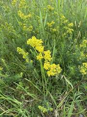 Lady's Bedstraw