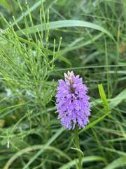 Common Spotted Orchid