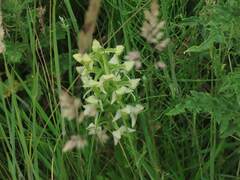 Greater Butterfly-Orchid