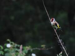 European Goldfinch