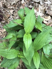 Tricyrtis formosana