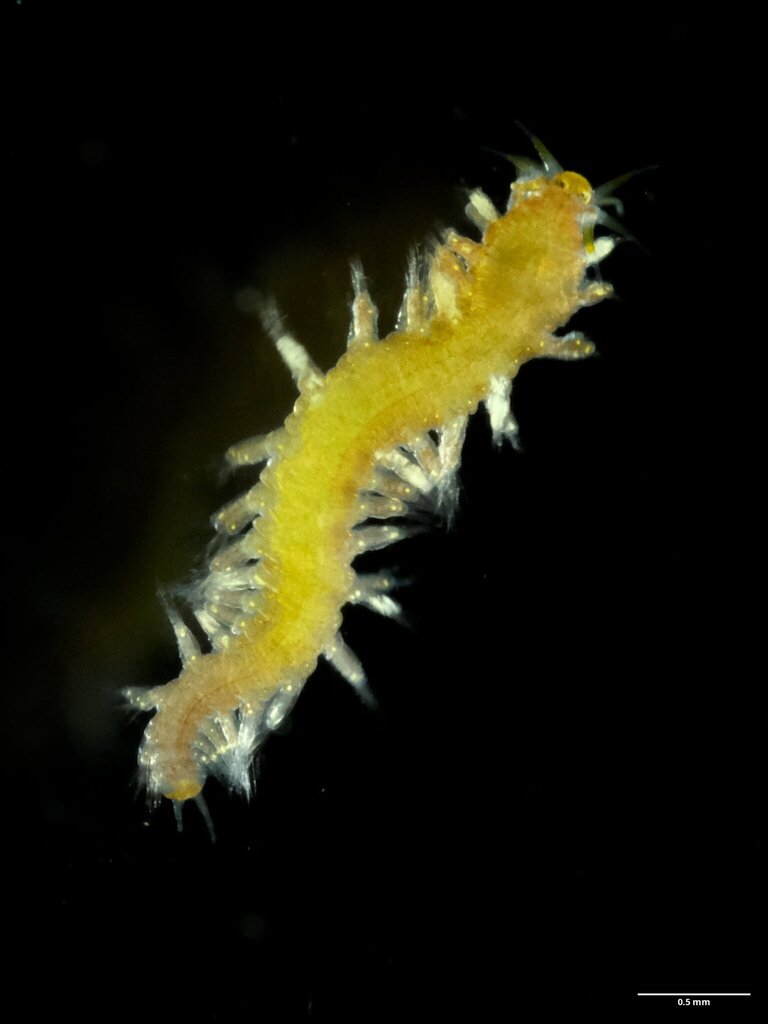 Micronereis variegata