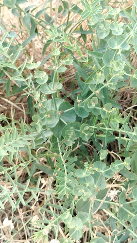 Euphorbia serrata, photograph 4
