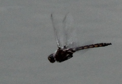 Epitheca petechialis