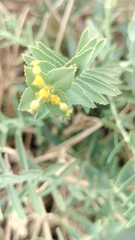 Euphorbia serrata, photograph (c) Nico Hernandez, some rights reserved (CC BY)