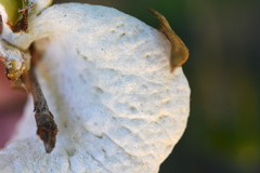 Exobasidium camelliae