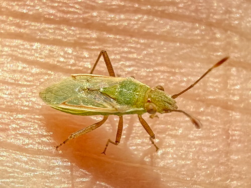 Agraphopus lethierryi
