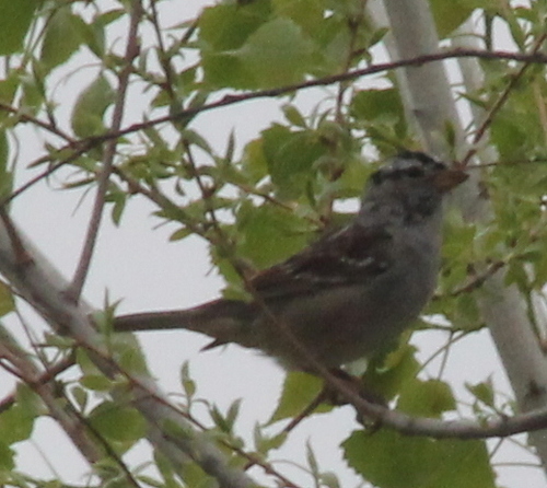 White-crowned Sparrow photographed in Oklahoma