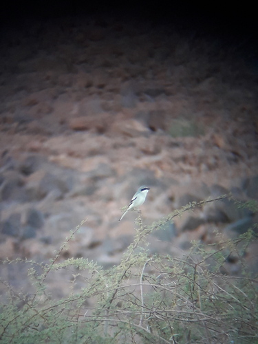 Desert Grey Shrike