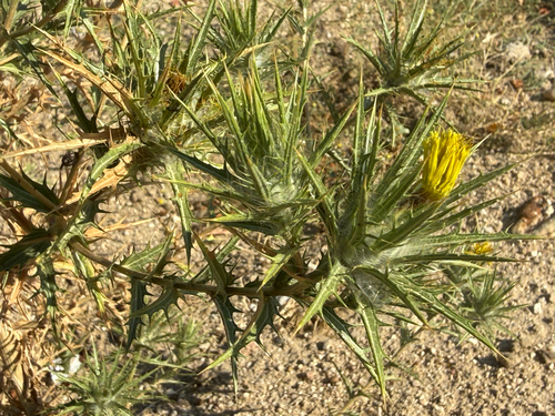 woolly distaff thistle