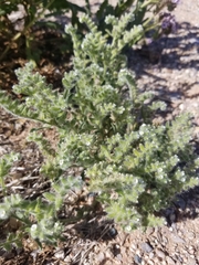 Cryptantha crassisepala