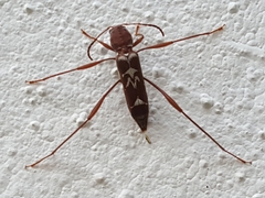 Neoclytus cacicus