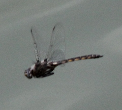 Epitheca petechialis