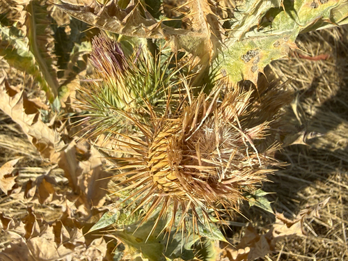 cotton thistle