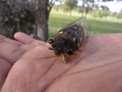 Quesada gigas