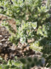 Cryptantha crassisepala