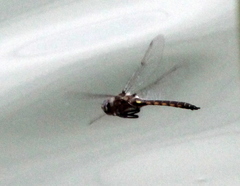 Epitheca petechialis