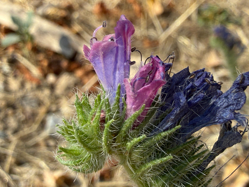 purple viper's-bugloss