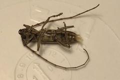 Elaphidion mucronatum