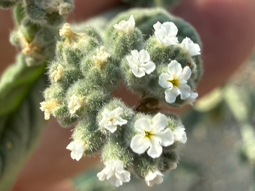 European heliotrope