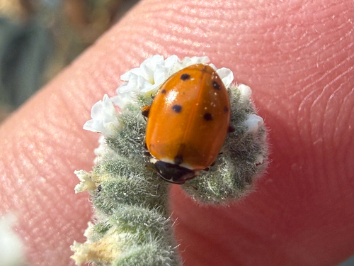 Variegated Lady Beetle