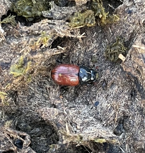 Aphodius pedellus