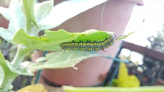 Danaus chrysippus chrysippus